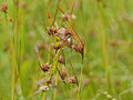 Gwels rudh (Themeda triandra), kemmyn war garrygi shist