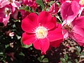 Rosa Candia Meillandécor, Alain Meilland, 2006 (Francia) MEIboulka