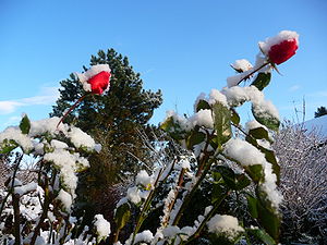roses after first snowfall