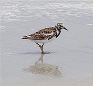 Ruddy turnstone, a non-breeding species commonly found near coastal waters.