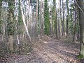 Ruhland, Rest von Amtmanns Ruhe (alter Flurname) an der Grenzstraße, Winter; vor der Bebauung von Schönburgsau war das gesamte Gebiet bewaldet