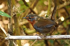 Chucao ou Tourco rougegorge (Scelorchilus rubecula).