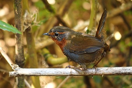 Tourco rougegorge (Scelorchilus rubecula)