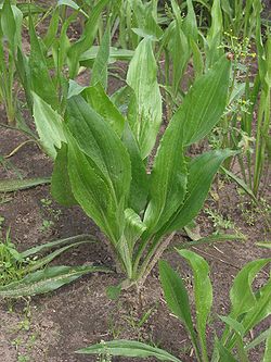 Melnsakne (Scorzonera hispanica)