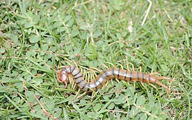 Scolopendra polymorpha, The Common Desert Centipede as found in the Tonto Forest near Payson, Arizona