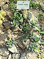 Sedum stahlii - Botanischer Garten München-Nymphenburg - DSC08112.JPG