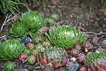 Miniatura para Sempervivum globiferum subsp. hirtum