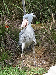 Shoebill, Balaeniceps rex 2, JBP, Nov 06.JPG