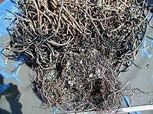 "Roots" of tubeworms also provide a supply of hydrogen sulfide from the sediment to the bacteria inside these tubeworms. Siboglinidae.jpg