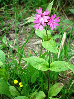 Raudonžiedis šakinys (Silene dioica)