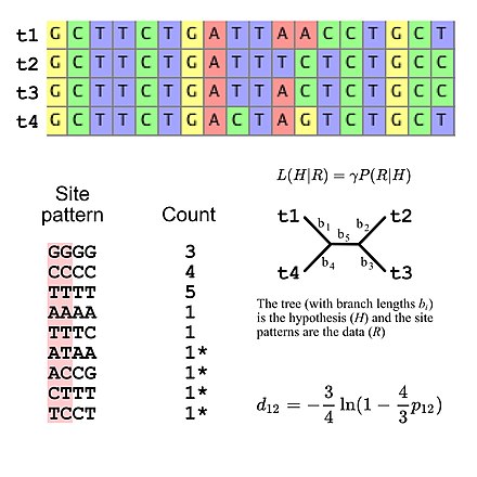 Multiple sequence alignment (in this case DNA sequences) and illustrations of the use of substitution models to make evolutionary inferences. The data in this alignment (in this case a toy example with 18 sites) is converted to a set of site patterns. The site patterns are shown along with the number of times they occur in alignment. These site patterns are used to calculate the likelihood given the substitution model and a phylogenetic tree (in this case an unrooted four-taxon tree). It is also necessary to assume a substitution model to estimate evolutionary distances for pairs of sequences (distances are the number of substitutions that have occurred since sequences had a common ancestor). The evolutionary distance equation (d12) is based on the simple model proposed by Jukes and Cantor in 1969. The equation transforms the proportion of nucleotide differences between taxa 1 and 2 (p12 = 4/18; the four site patterns that differ between taxa 1 and 2 are indicated with asterisks) into an evolutionary distance (in this case d12=0.2635 substitutions per site). Site pattern frequencies models.jpg