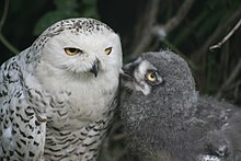 A captive mother snowy owl with its chick. SnowyOwl2.jpg