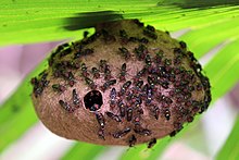 Social wasp (Polybia sp.) nest.jpg