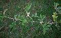 Solanum aculeastrum