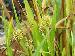 Sparganium erectum.