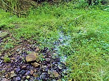 Natural spring in Pennsylvania where runoff flows from above down through grass and rocks Spring flowing through grass.jpg