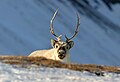 Spitsbergenrendier (Rangifer tarandus platyrhynchus)