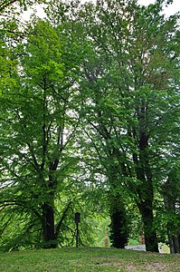 Tři buky lesní na Mariánském hřbitově v Turnově