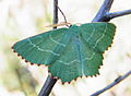 Magerrasen-Grünspanner (Thalera fimbrialis) im Nationalpark