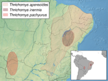 Map showing distribution of Thrichomys species in eastern South America
