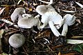 Tricholoma scalpturatum