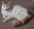 Кішка ванського забарвлення (Турецький ван)