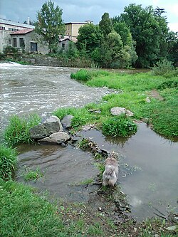 Ústí do Sázavy pod Hvězdonickým jezem