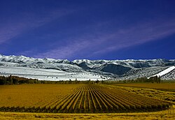 Vlakke wijngaard. Wijngaarden hebben geen hellingen nodig als de stand van de zon gunstig genoeg is. Voorbeeld: Mendoza in Argentinië.