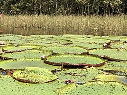 Giant water lilies in the Amazon basin near Manaus, Brazil