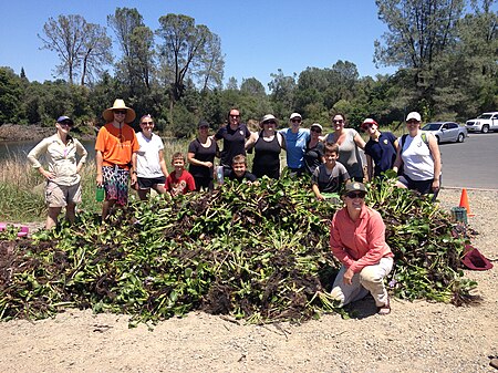 Figure 4. Water hyacinth (an aquatic weed) removal involving environmental volunteers at Lake Natoma, California.