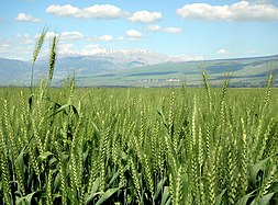 Пшеница в долине, 2007 год