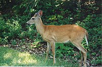 White-Tailed Deer