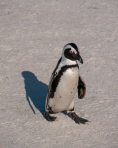 ein Pinguin am Strand