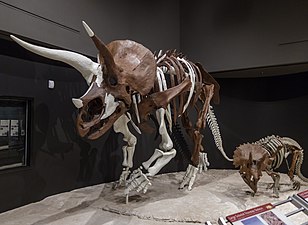 טריצרטופס Triceratops - הדינוזאור האהוב עליי וערך מומלץ שאני גאה בו ומעדכן אותו לעתים תכופות
