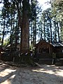 大山田神社　神木　杉の大木