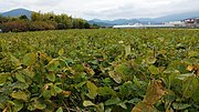 三輪山麓に広がる大鉄砲大豆の畑（桜井市）