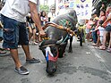 0394ajfKneeling Carabaos Festival Pulilan Fiestafvf 18.jpg