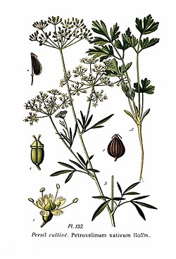 Maustepersilja eli persilja (Petroselinum crispum)