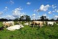 Zondagsbroek (Nationaal Landschap Drentsche Aa)