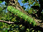 Saturnia pavoniella – Raupe