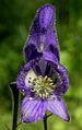 Detail květu Aconitum degenii