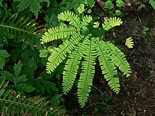 Adiantum Lianxianense