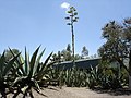 Eine Agave aus Mexico, kommt man hier wohl bis auf die Art?