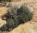 Agave utahensis