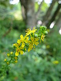 Miniatura para Agrimonia pilosa