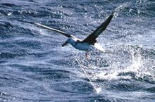 Albatros zachycený v rybářském háčku se snaží vzlétnou od vodní hladiny