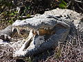 Ameriški krokodil (Crocodylus acutus)