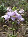 Angelonia verticillata