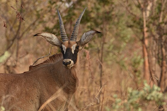 Hippotrague(antilope cheval), l'une des plus grandes antilopes du monde et en Afrique. Photograph: MAHAMADOU ALPHA ISSIFOU Omar