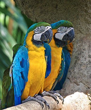 ארה כחולה-צהובה היא מין של תוכי מאמריקה הדרומית שחי באקלים טרופי ובבית גידול של יער גשם טרופי. מין זה מבוקש מאוד לצורך גידול בשבי, בשל צבעוניותו ויכולת ה"דיבור" שלו.